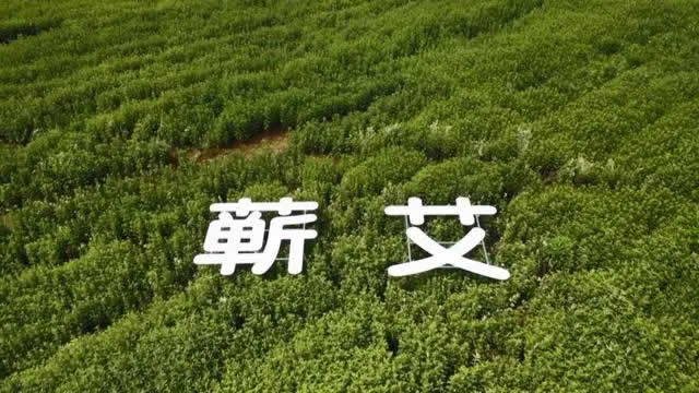 蕲春蕲艾入选全国农产品区域公用品牌名单